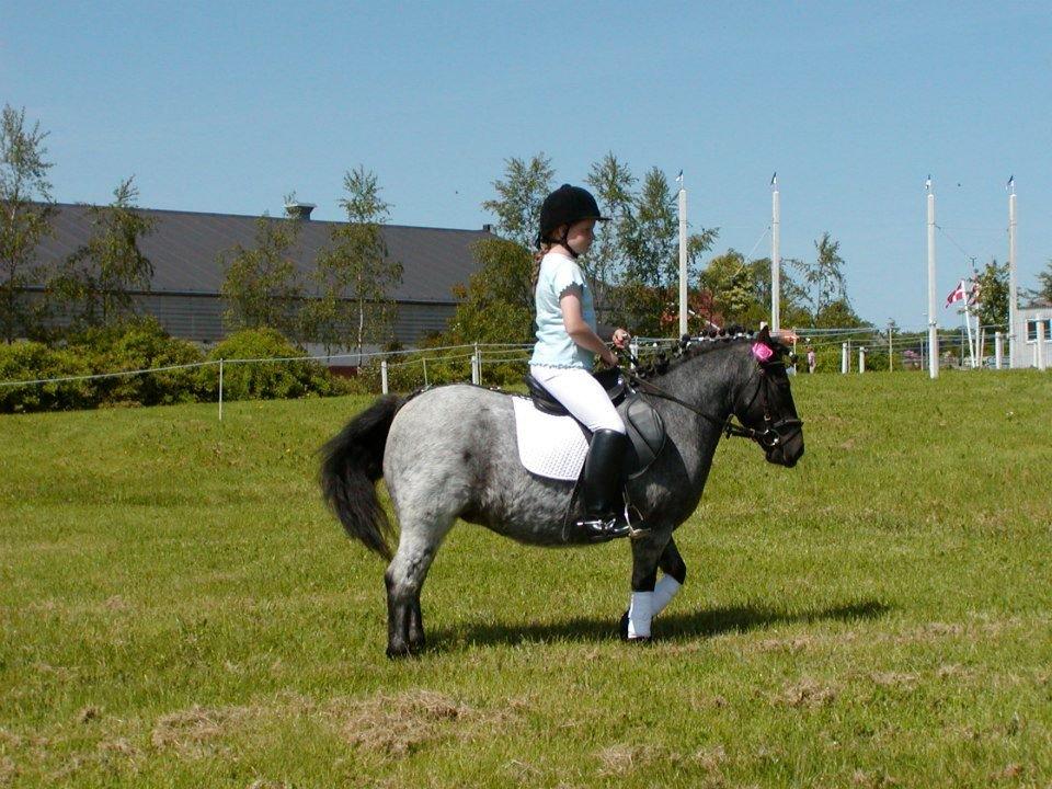 Anden særlig race Miss Cheri - Kvadrille billede 5