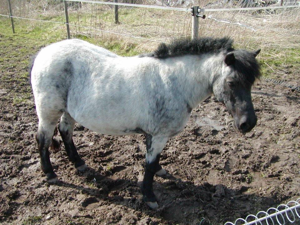 Anden særlig race Miss Cheri - Fuffy billede 12