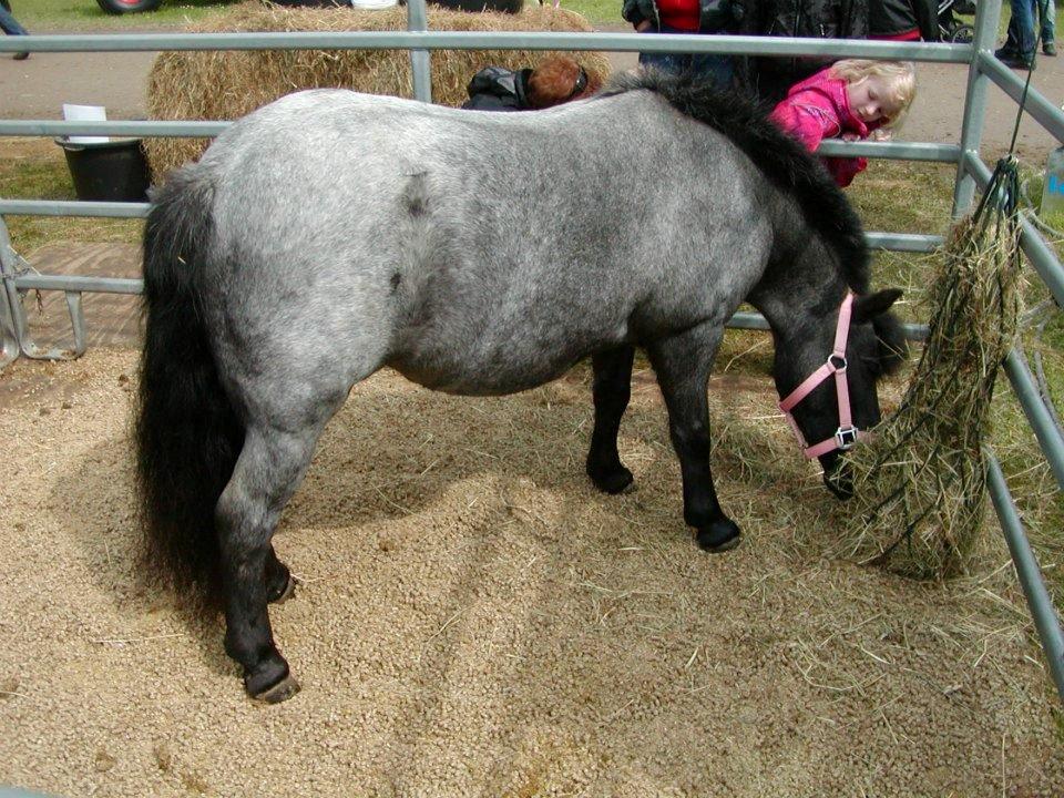 Anden særlig race Miss Cheri - Cheri til Åbenrå dyrskue som model billede 13