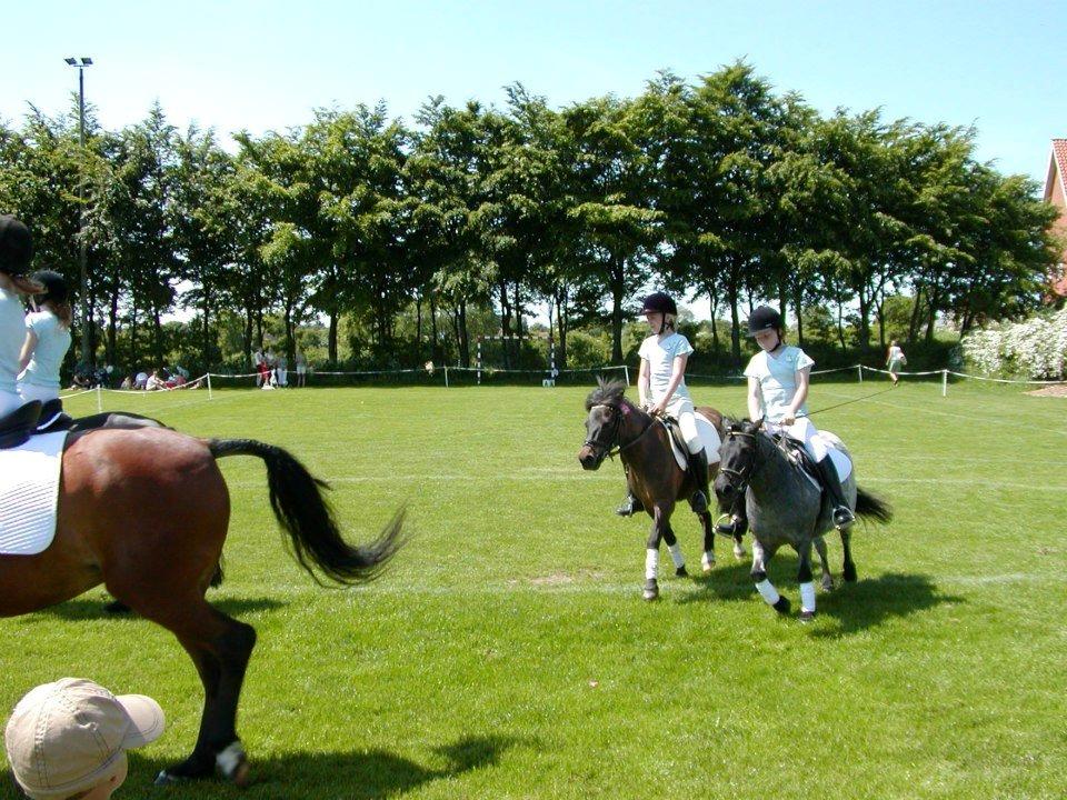 Anden særlig race Miss Cheri - Kvadrille billede 8
