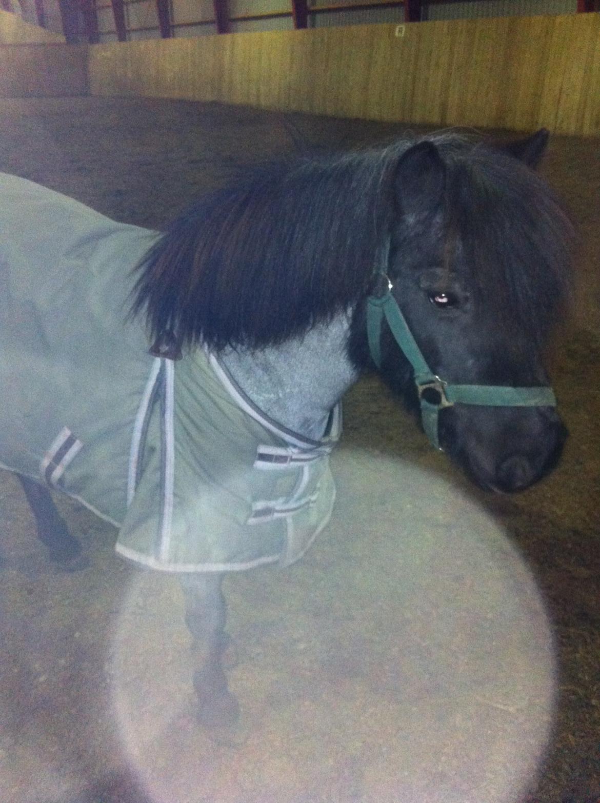 Anden særlig race Miss Cheri billede 14