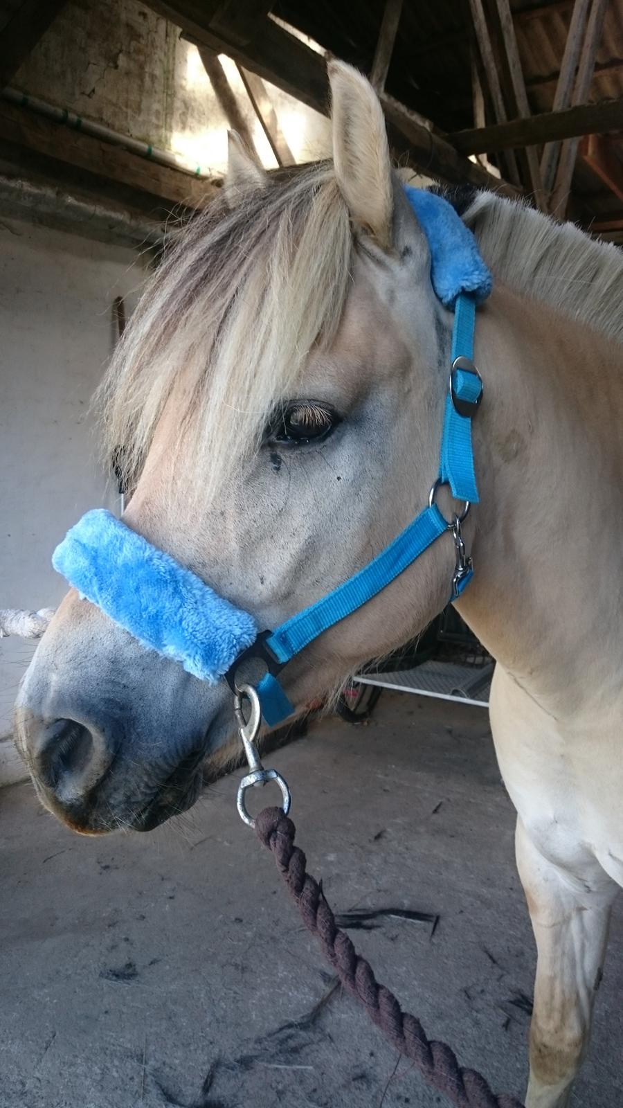 Fjordhest Møltrup Tor  billede 2