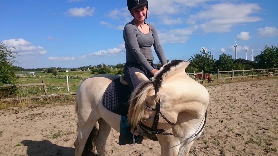 Fjordhest Møltrup Tor  billede 4