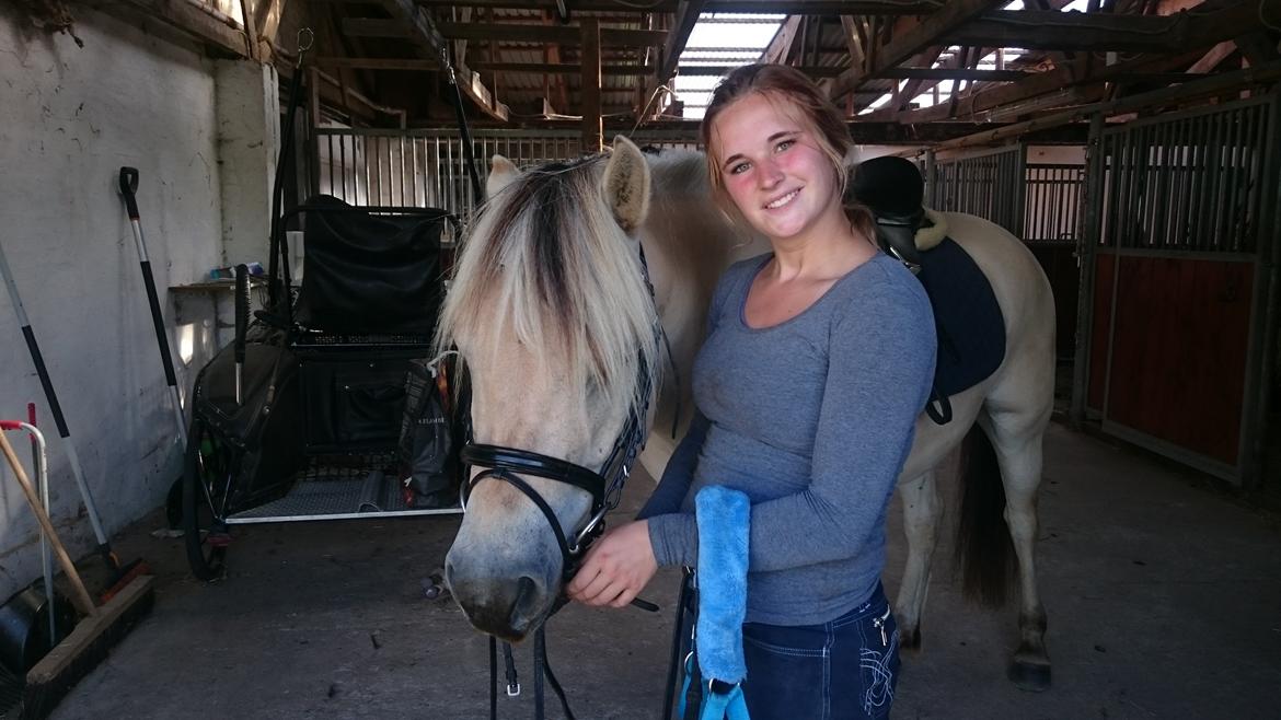 Fjordhest Møltrup Tor  billede 3