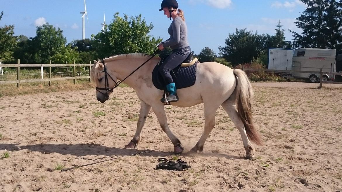 Fjordhest Møltrup Tor  billede 6