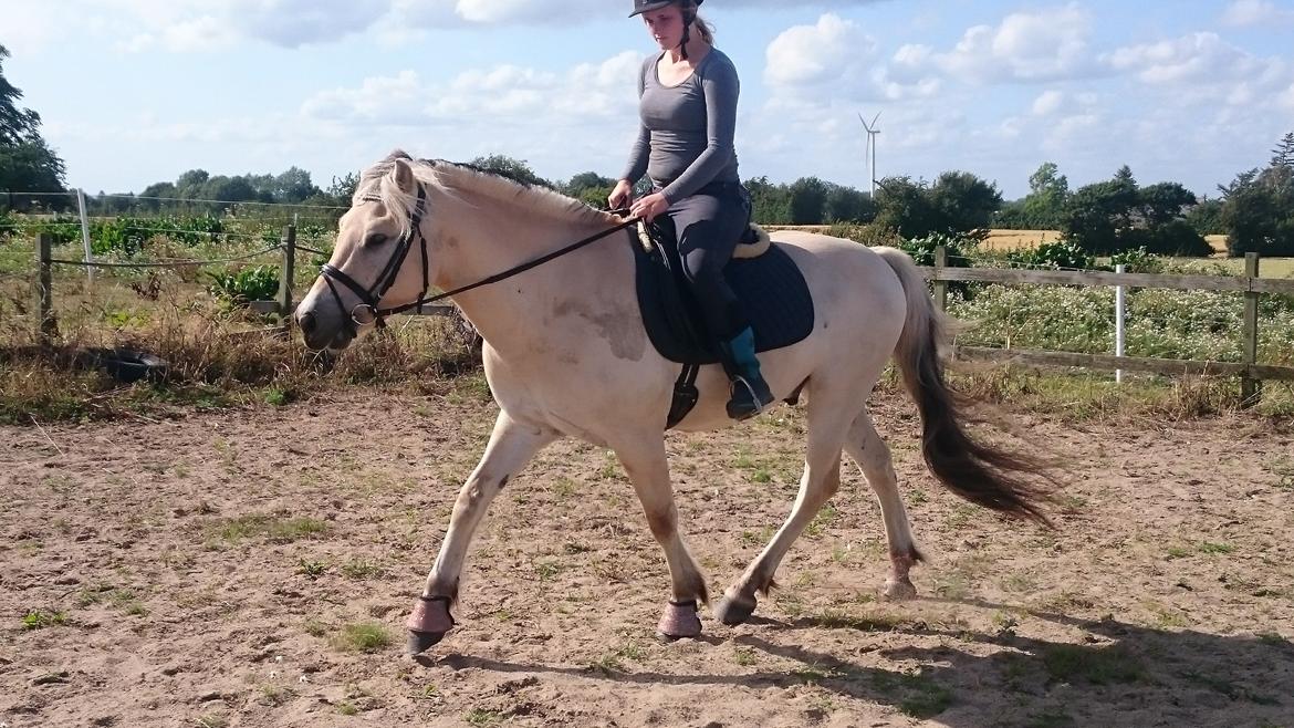 Fjordhest Møltrup Tor  billede 7