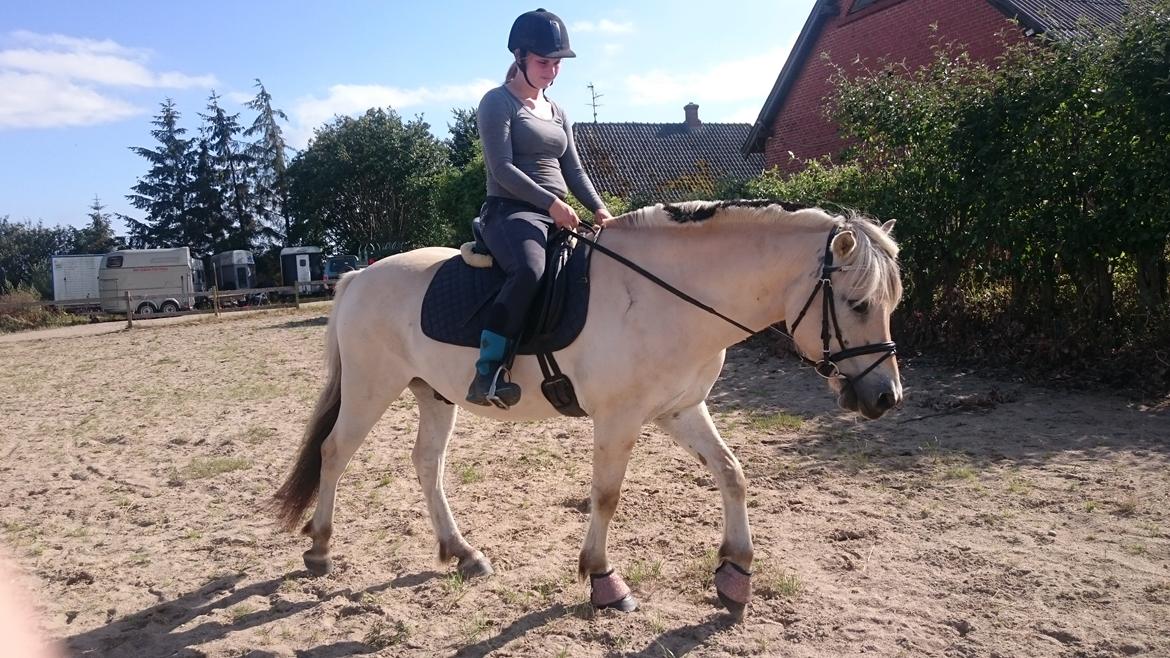 Fjordhest Møltrup Tor  billede 8