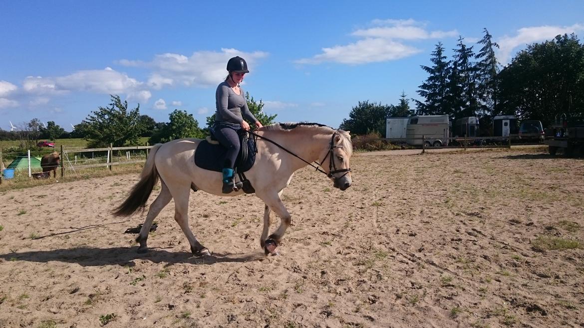 Fjordhest Møltrup Tor  billede 9