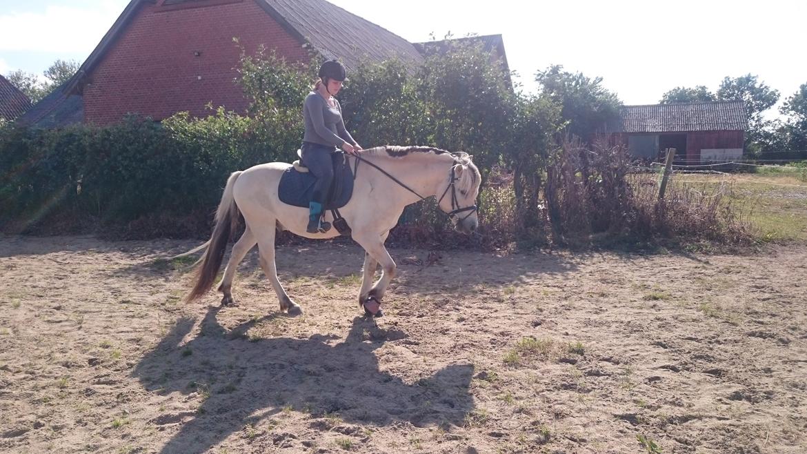 Fjordhest Møltrup Tor  billede 10