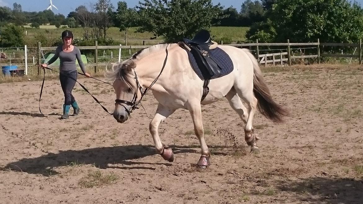 Fjordhest Møltrup Tor  billede 11