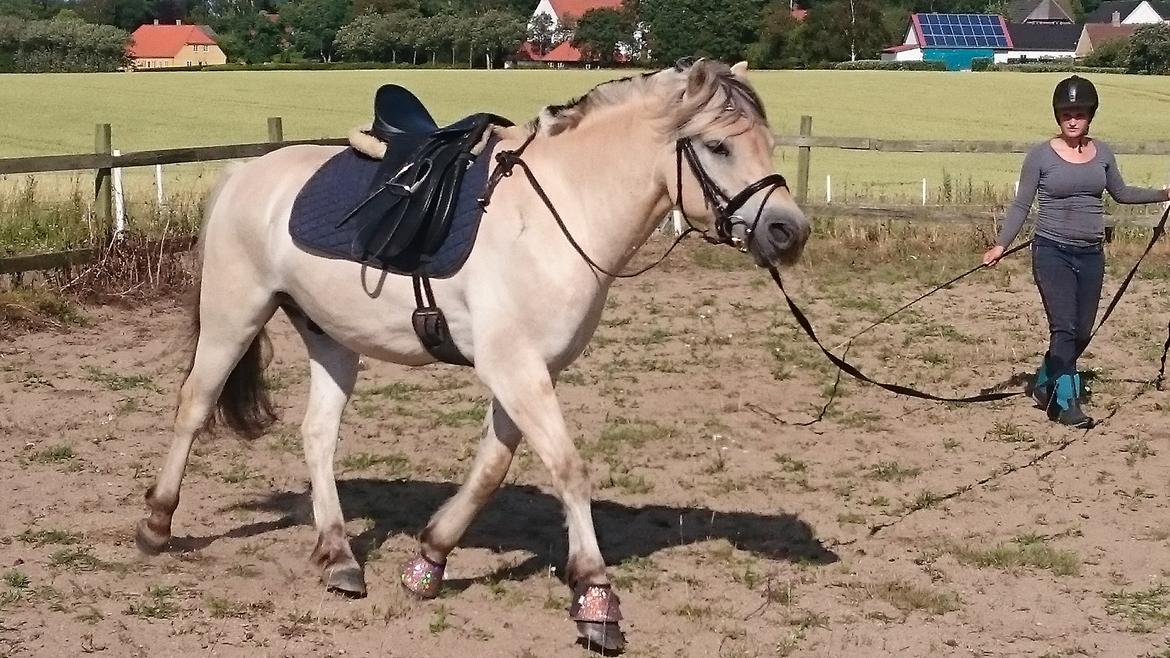 Fjordhest Møltrup Tor  billede 13