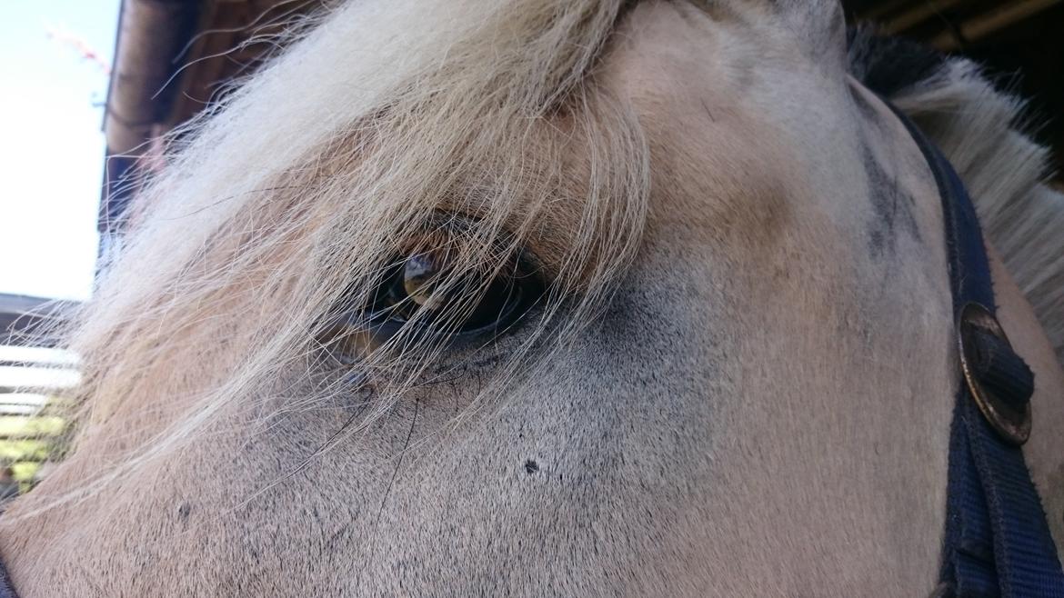 Fjordhest Møltrup Tor  billede 14