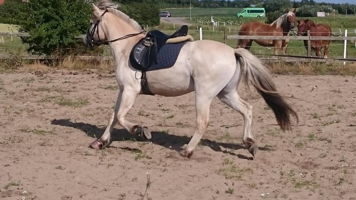 Fjordhest Møltrup Tor  billede 12