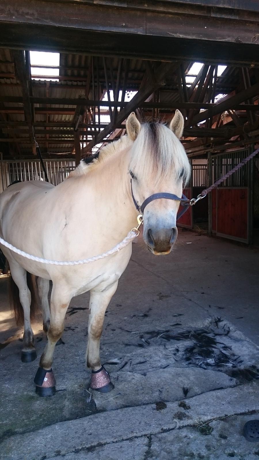Fjordhest Møltrup Tor  billede 16