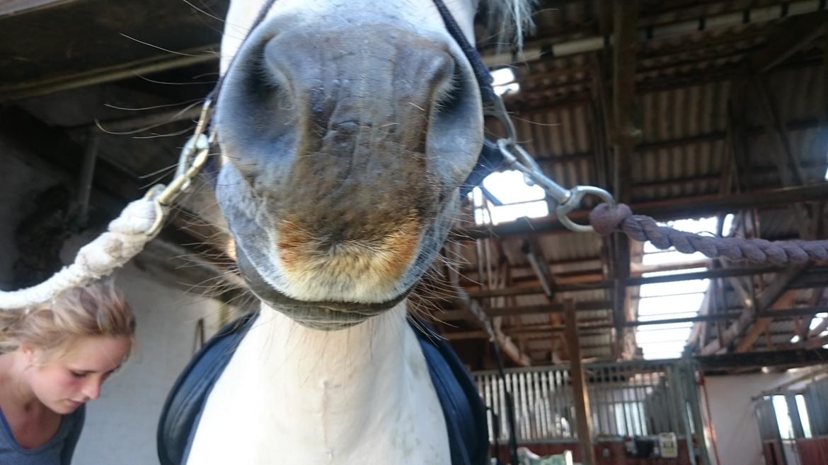 Fjordhest Møltrup Tor  billede 15