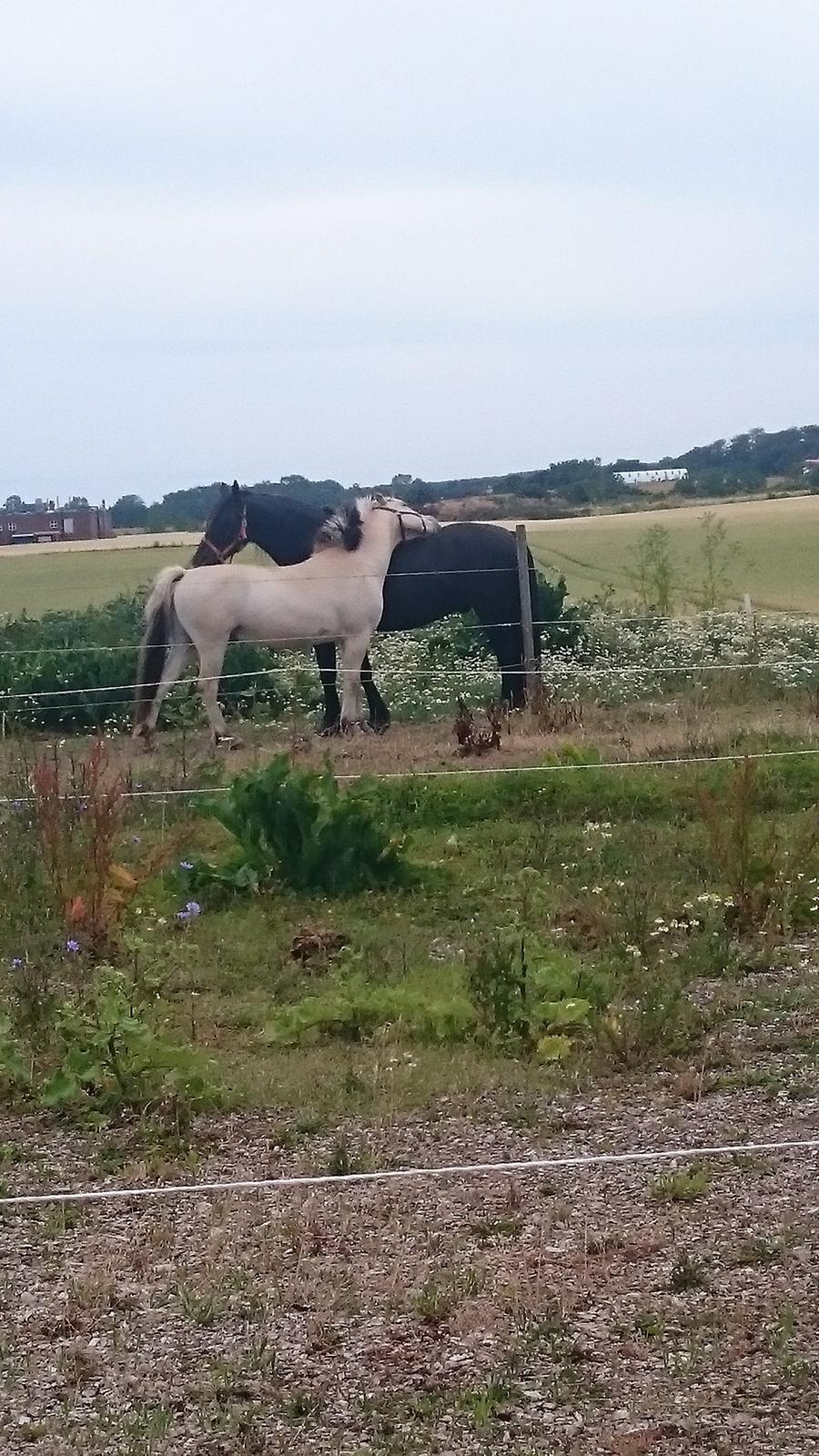 Fjordhest Møltrup Tor  billede 18