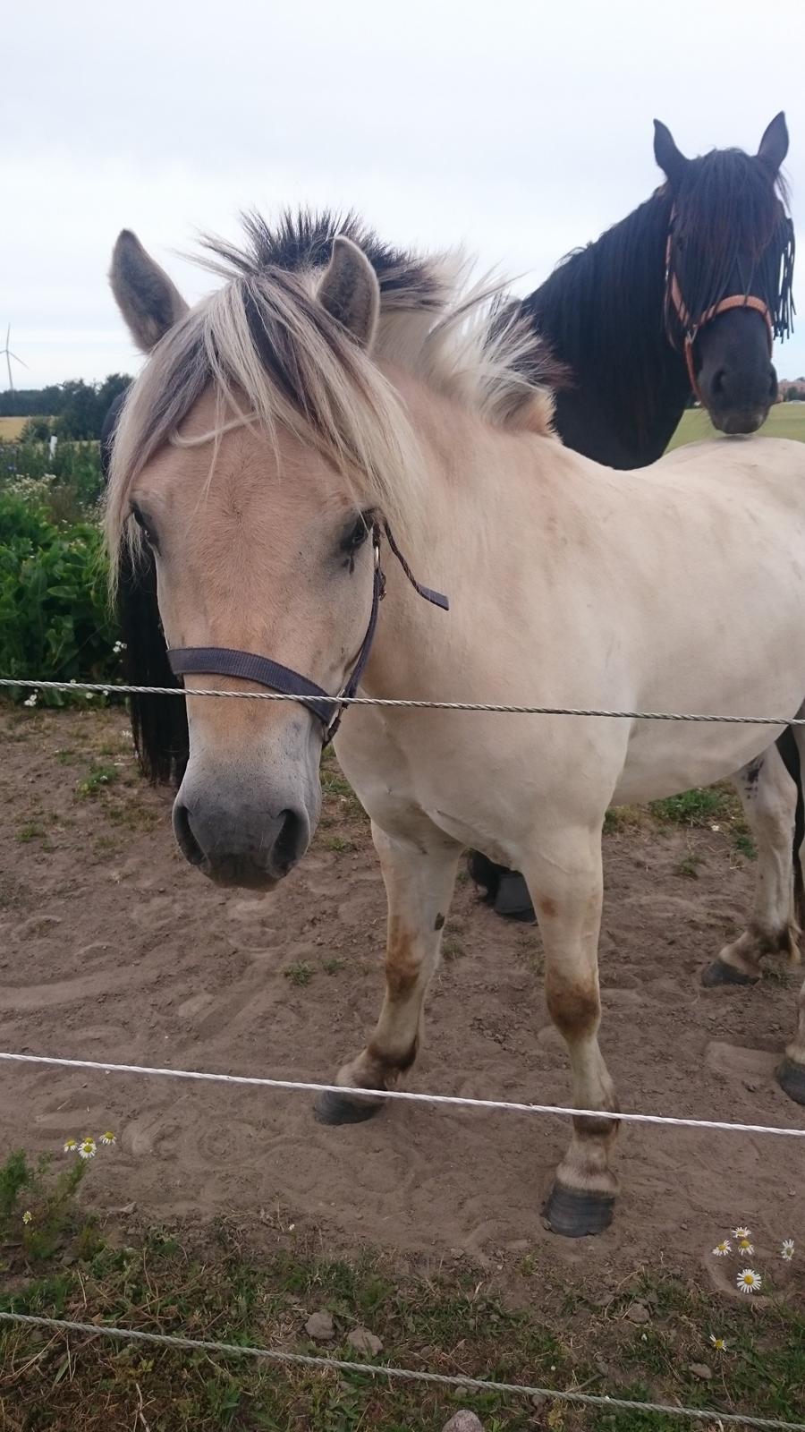 Fjordhest Møltrup Tor  billede 17