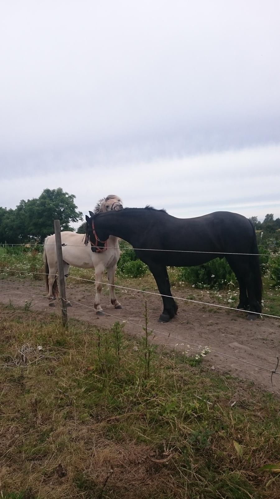 Fjordhest Møltrup Tor  billede 19