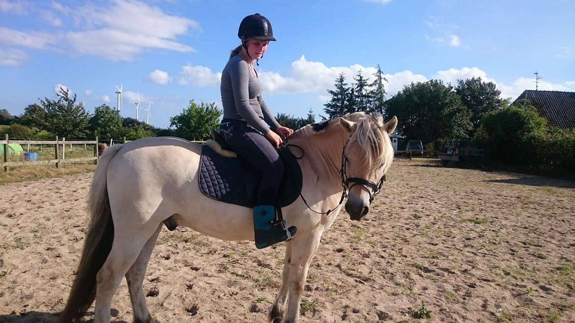 Fjordhest Møltrup Tor  billede 5