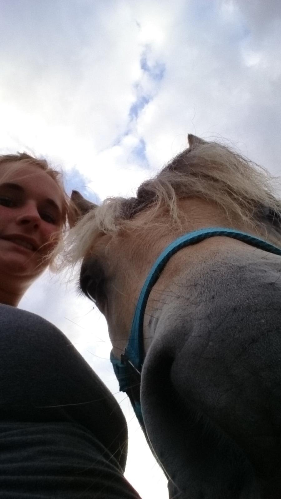 Fjordhest Møltrup Tor  billede 20