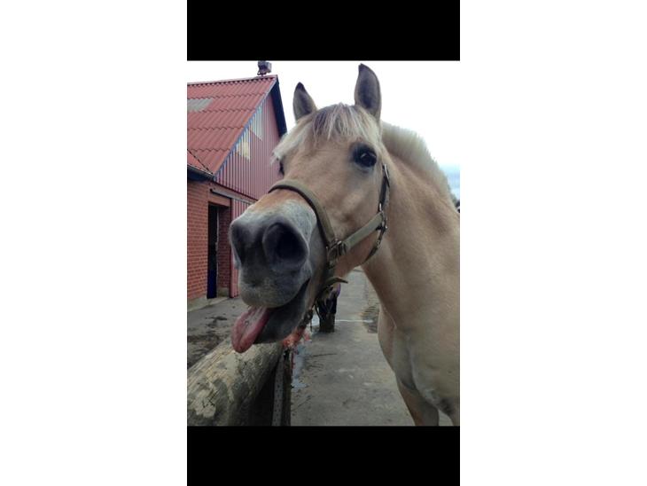 {{currentPhoto.altText}} billede {{currentPhoto.number}}