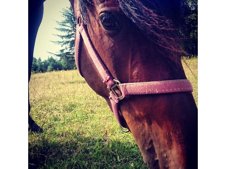 {{currentPhoto.altText}} billede {{currentPhoto.number}}