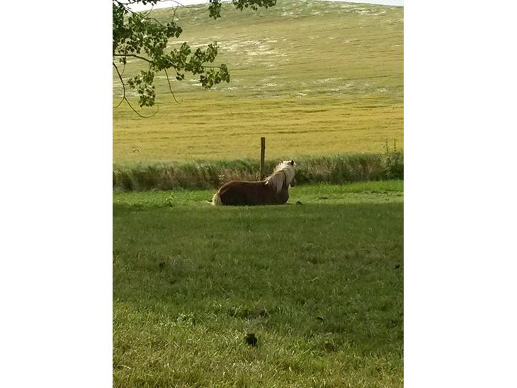 {{currentPhoto.altText}} billede {{currentPhoto.number}}