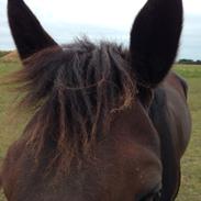 Standardbred Winning Shadow (Skygge)