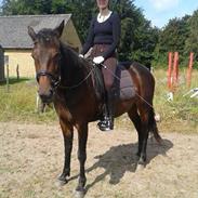 Standardbred Winning Shadow (Skygge)