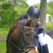 New Forest Fair Choice Paris