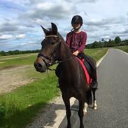 New Forest Fair Choice Paris