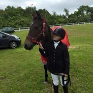 New Forest Fair Choice Paris