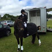 New Forest Fair Choice Paris