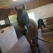 Fjordhest Langmosegaard's Casus