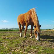 Welsh Pony (sec B) Ubbos Vera