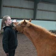 Welsh Pony (sec B) Ubbos Vera