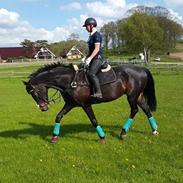 Holstener Carlos Santana