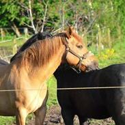 Anden særlig race Maya