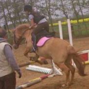 Anden særlig race Maya