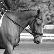 Fuldblod (XX) Præstegårdens Spitz 