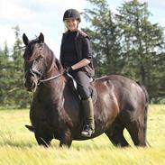 Anden særlig race Speedy