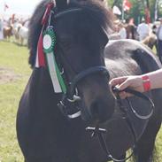 Welsh Mountain (sec A) Solbakkens Lullu