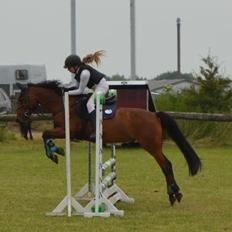 Anden særlig race Enghavegaards Lille Jensen