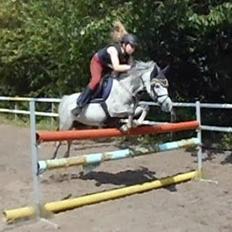 Welsh Mountain (sec A) Grandly's Afreja