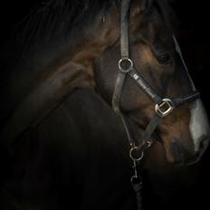 Dansk Varmblod Askemosegaards Ram Á Jean