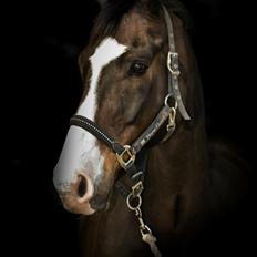 Dansk Varmblod Askemosegaards Ram Á Jean