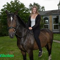 Dansk Varmblod Midor (Mulle)