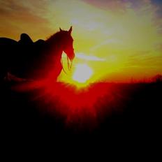 Frederiksborg MALICA DRAGE (Himmelhest) R.I.P <3