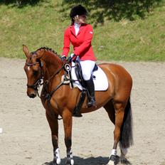 Dansk Varmblod Chili - Z (Ramona)