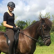 Islænder Bokki fra Hjulgården